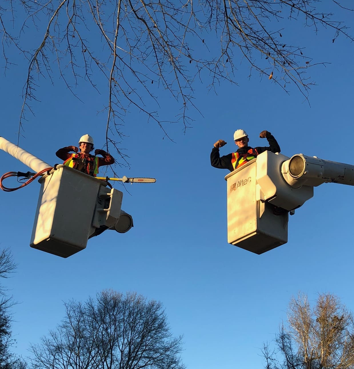 Behind the Scenes: A Day in the Life of a Dickson Tree Service Arborist